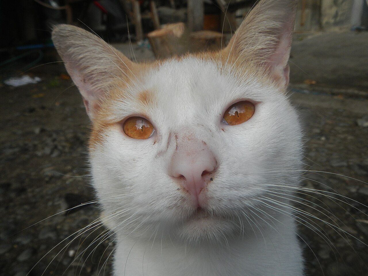Registered cat