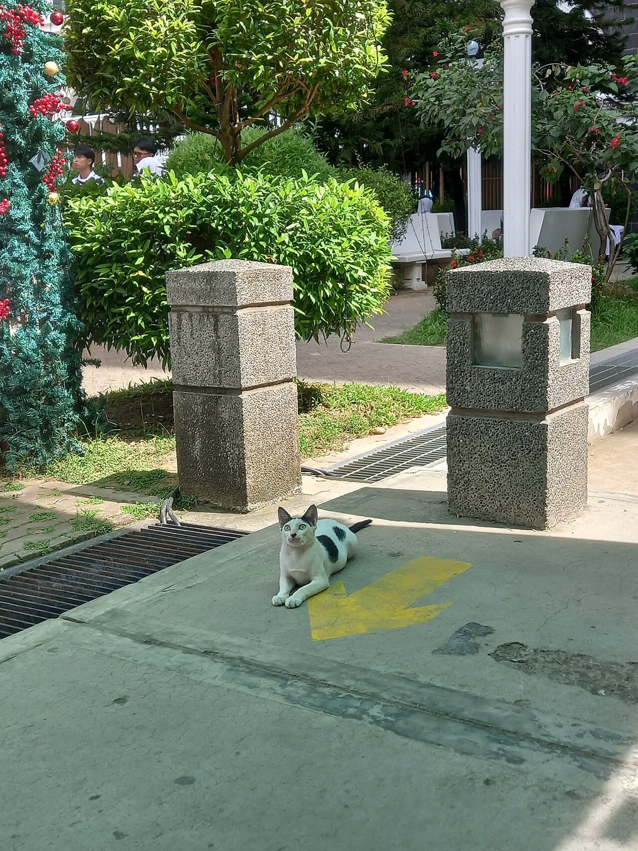 Free-roaming pet monitoring